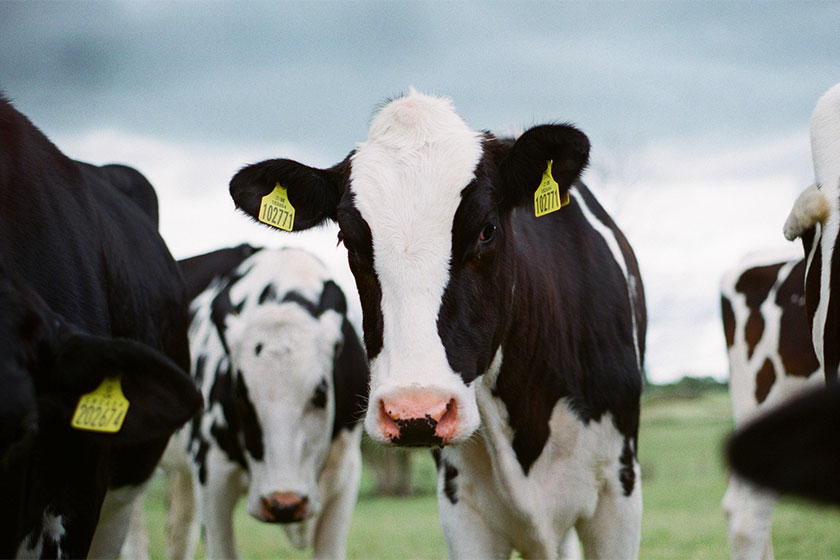 Cows in a field